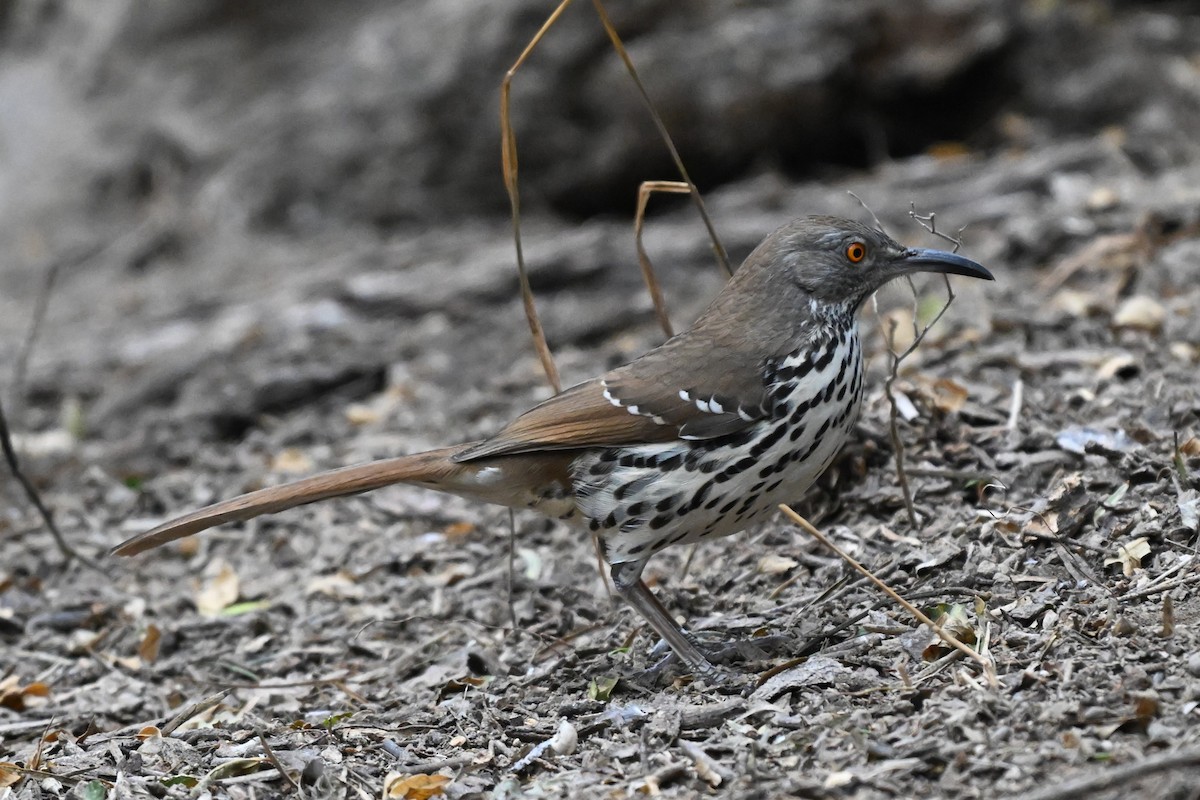 Long-billed Thrasher - ML647001537