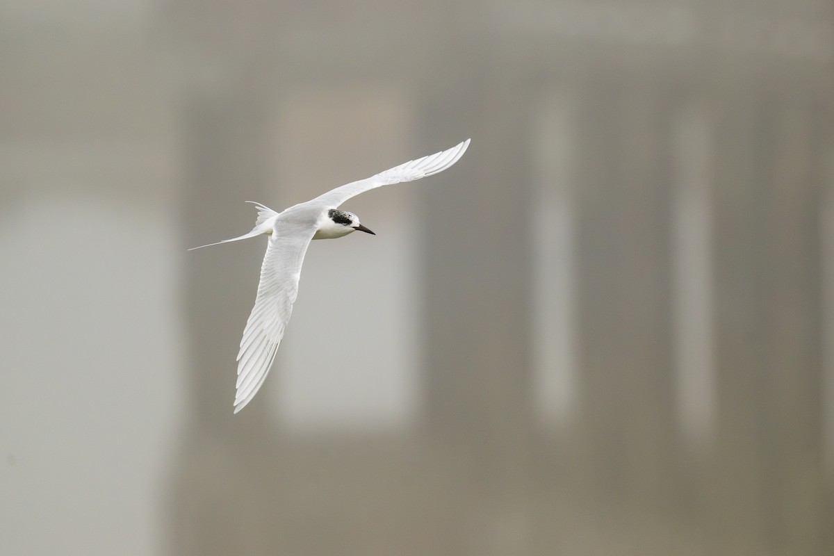 Forster's Tern - ML647001538