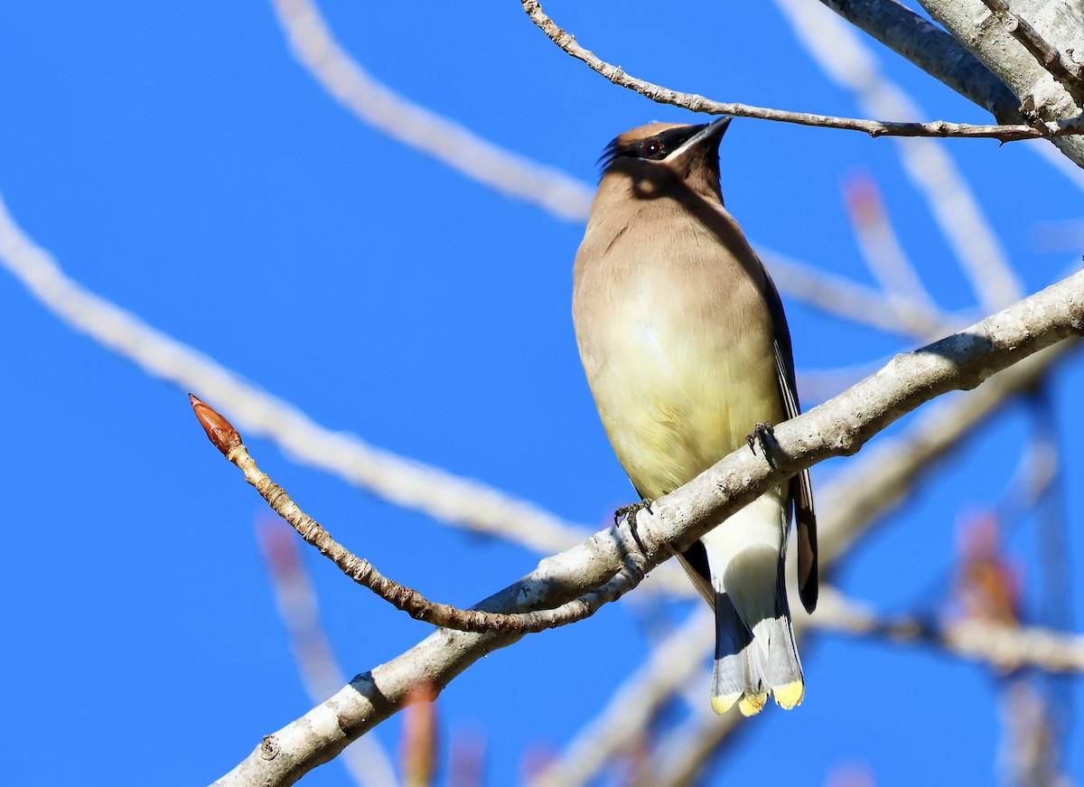 Cedar Waxwing - ML647001540
