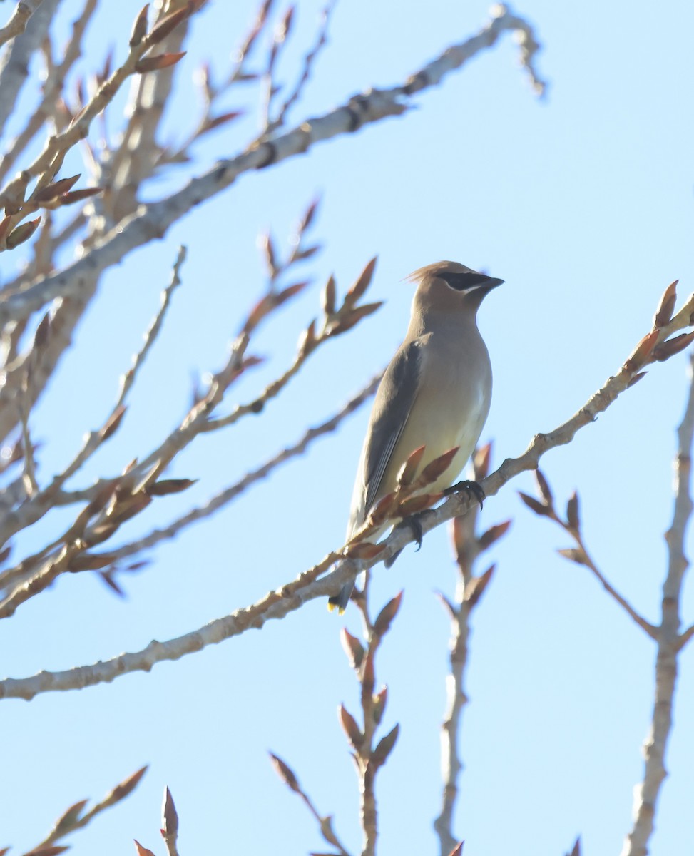 Cedar Waxwing - ML647001541
