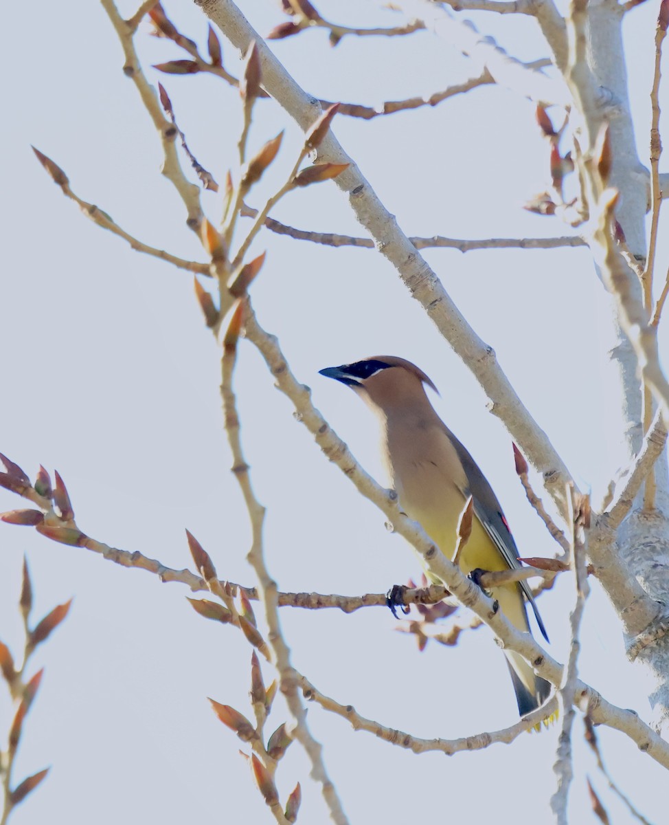Cedar Waxwing - ML647001542