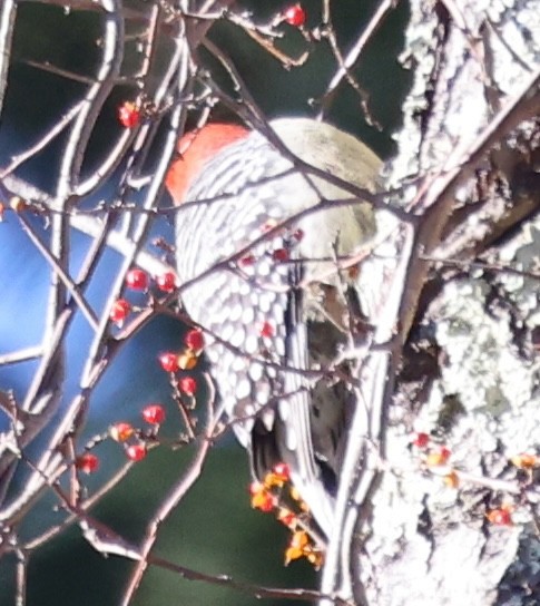 Carpintero de Carolina - ML647001546