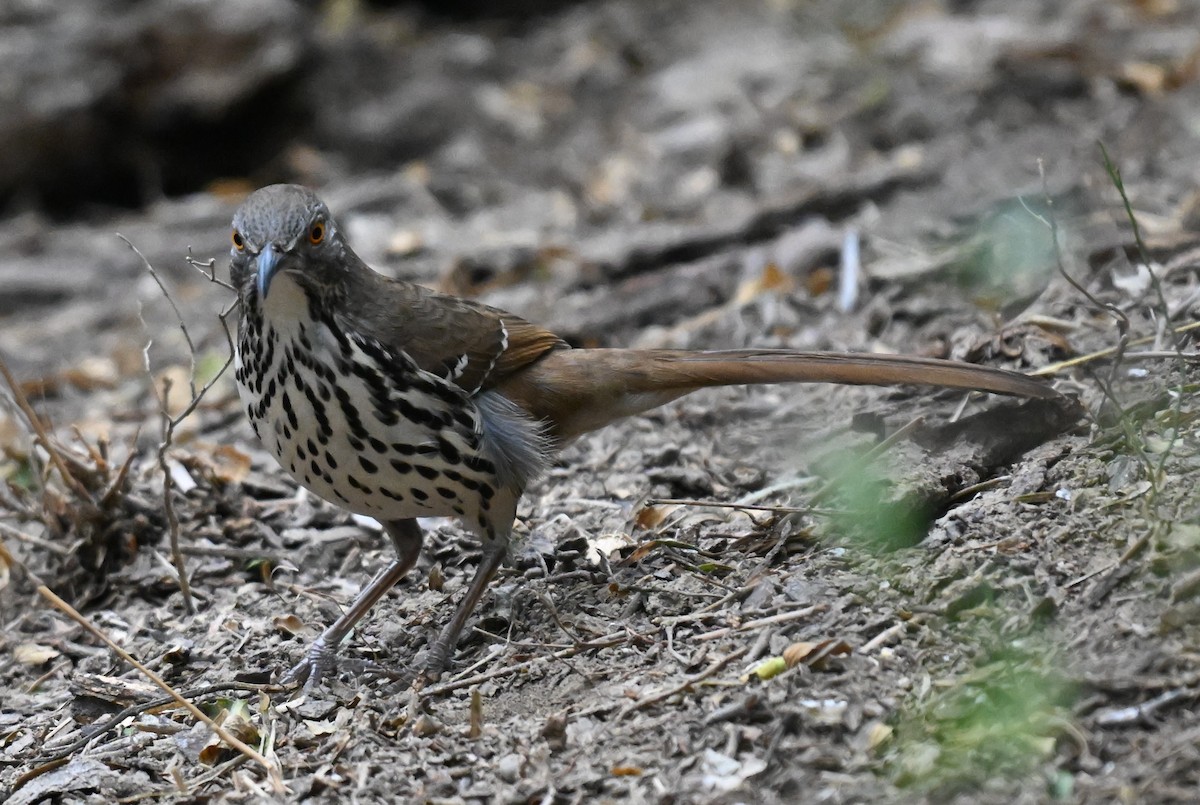 Long-billed Thrasher - ML647001552