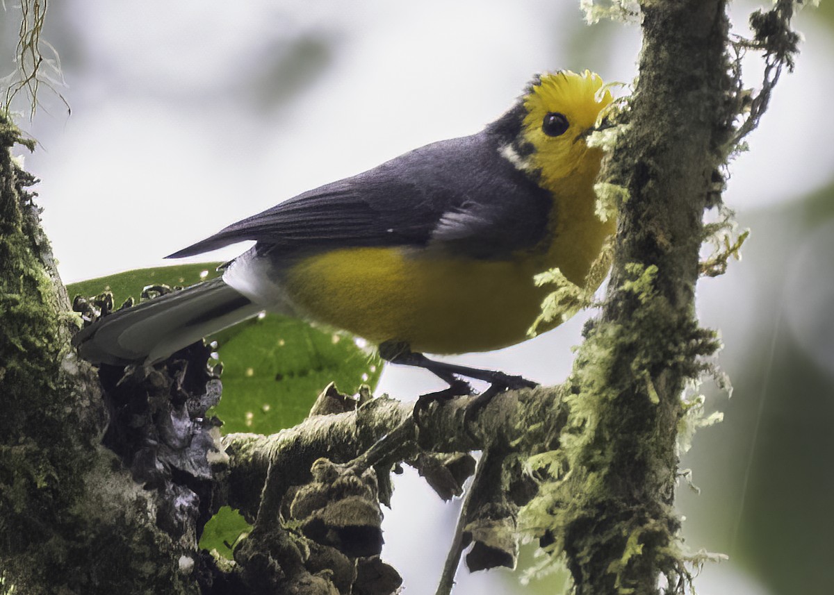 Чернітка золотолоба - ML647001554