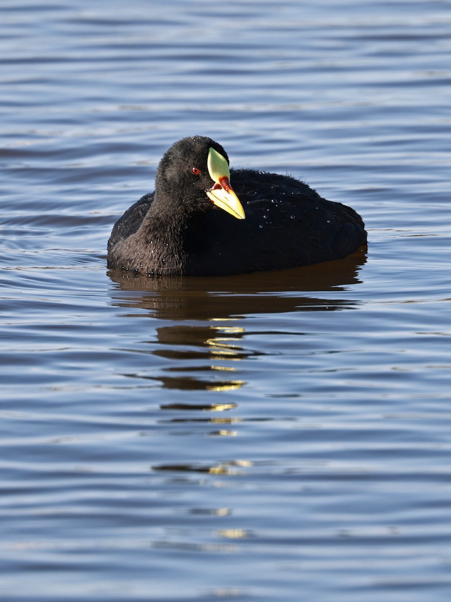 Red-gartered Coot - ML647001556