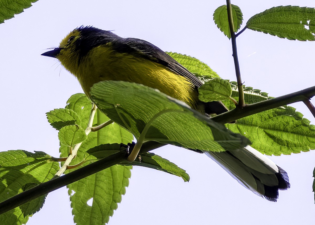 Чернітка золотолоба - ML647001557