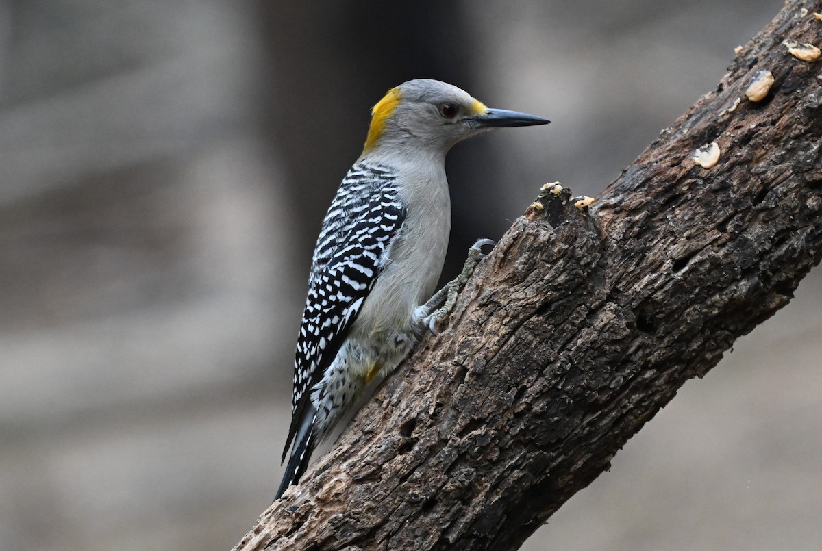 Златолобый дятел - ML647001558