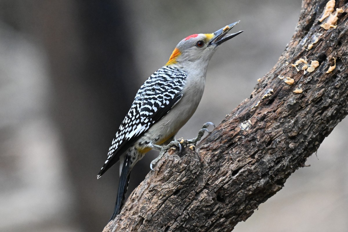 Златолобый дятел - ML647001564