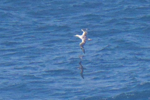 Australasian Gannet - ML647001565