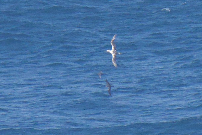 Australasian Gannet - ML647001572