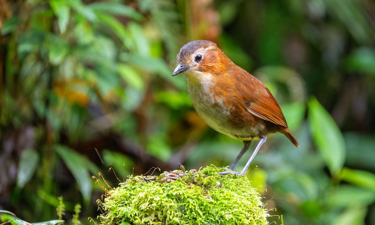 Rusty-tinged Antpitta - ML647001574
