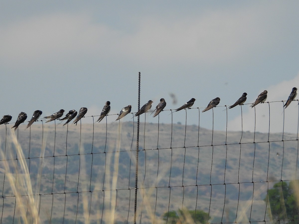 Ластівка сільська (підвид rustica) - ML647001579