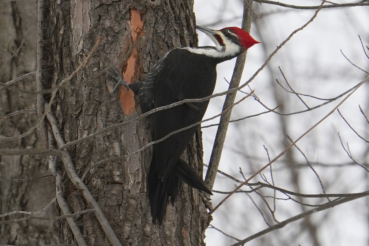 Pileated Woodpecker - ML647001580