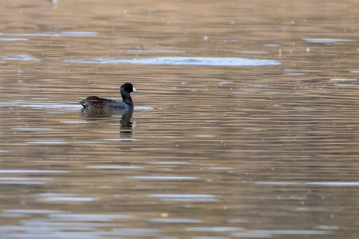 American Coot - ML647001590