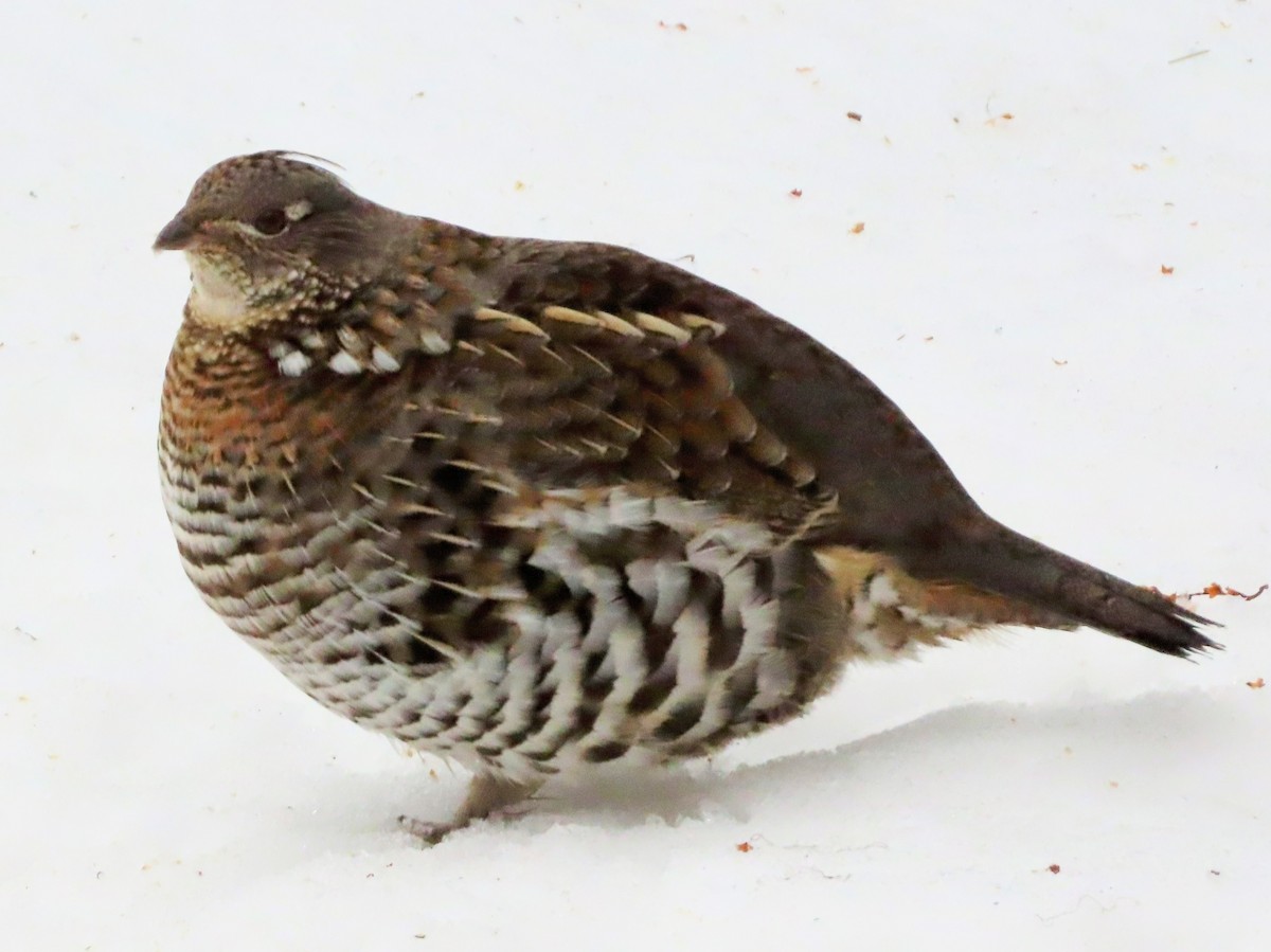 jeřábek kanadský - ML647001591