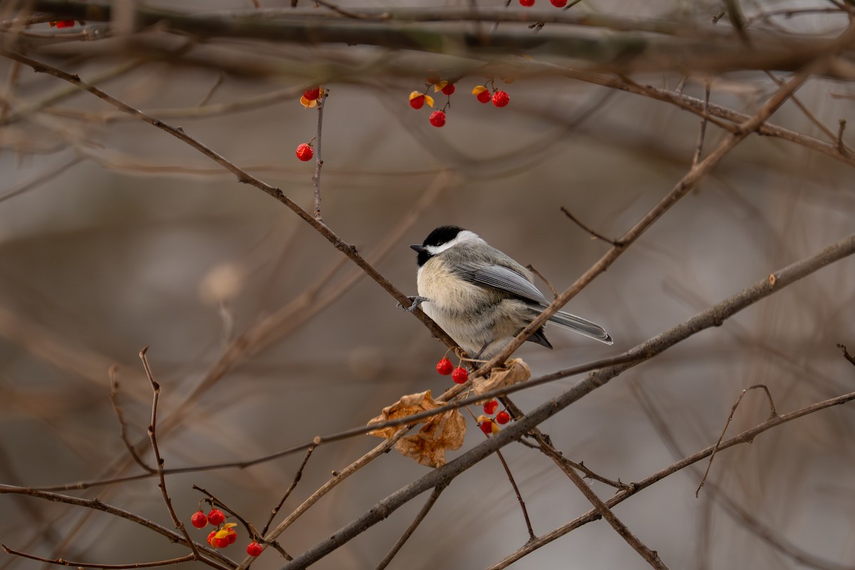Carolina Chickadee - ML647001592