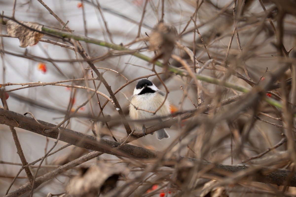 Carolina Chickadee - ML647001593