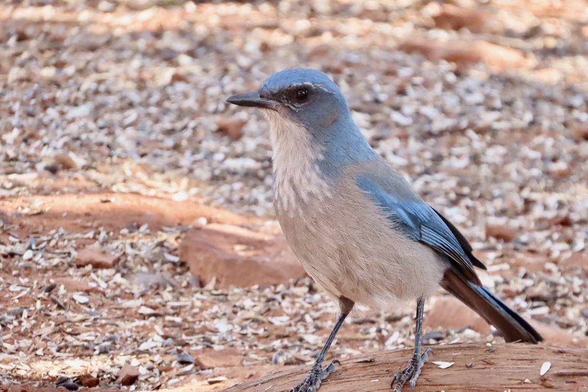 Geai de Woodhouse - ML647001594