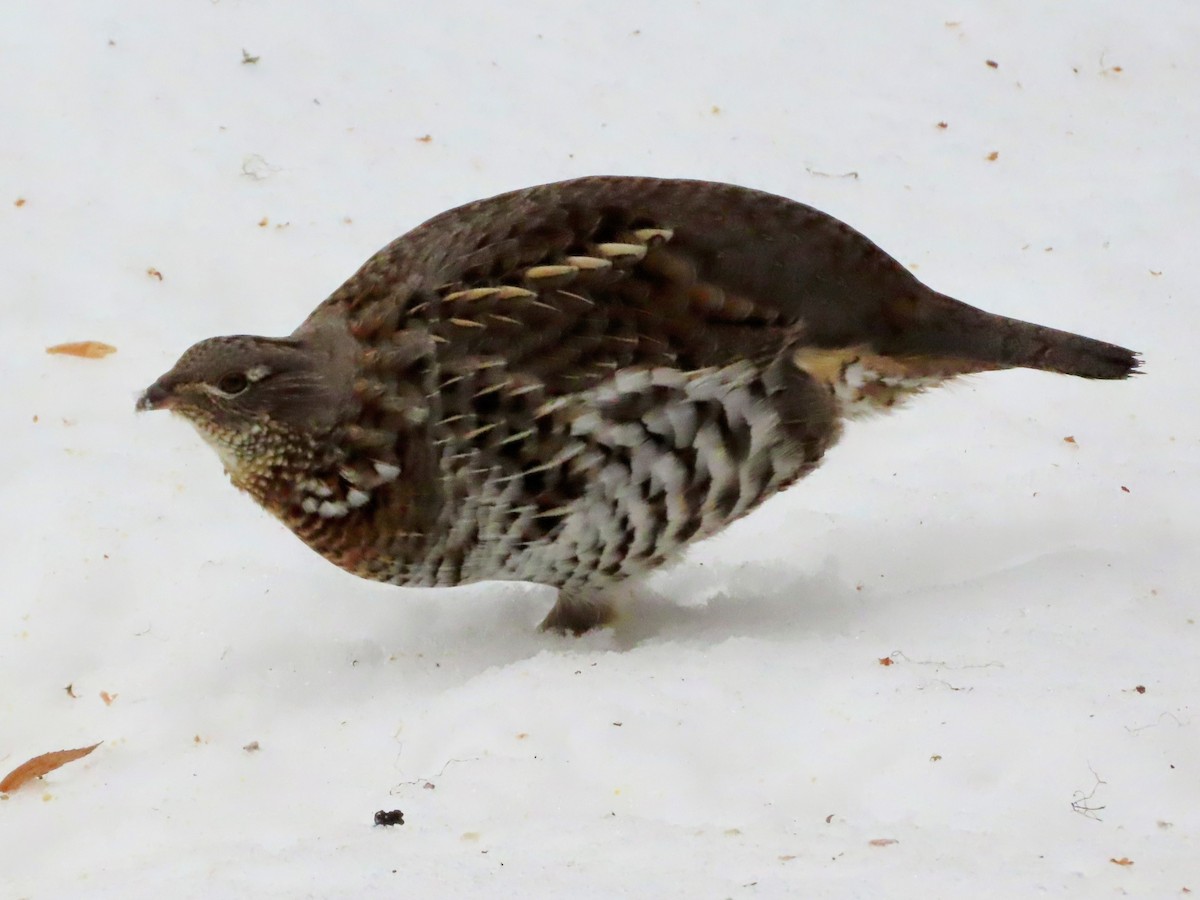 jeřábek kanadský - ML647001597