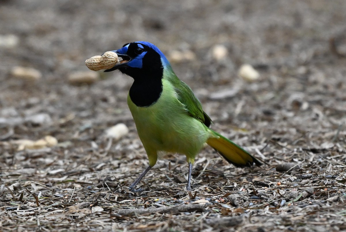 インカサンジャク - ML647001603