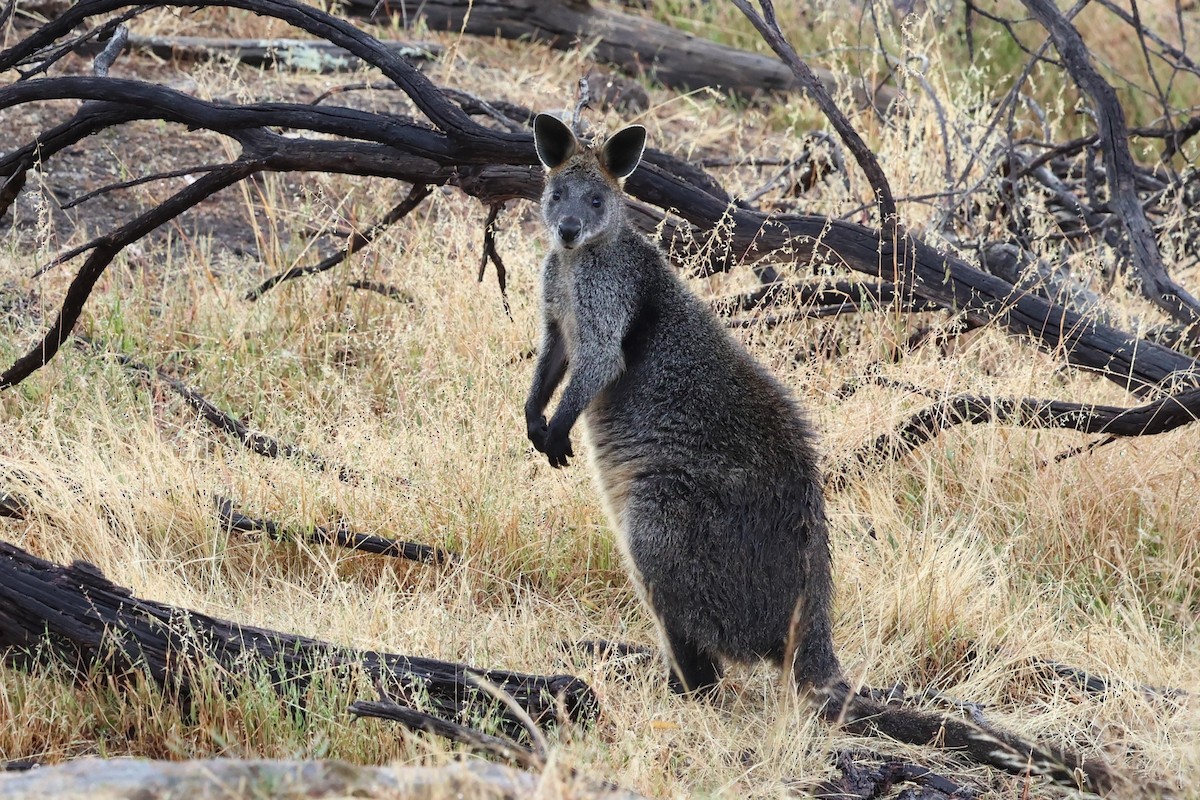 Кенгуровые - ML647001611