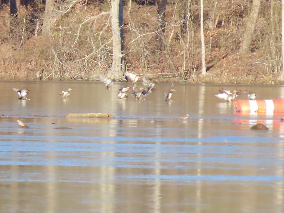 オカヨシガモ - ML647001614