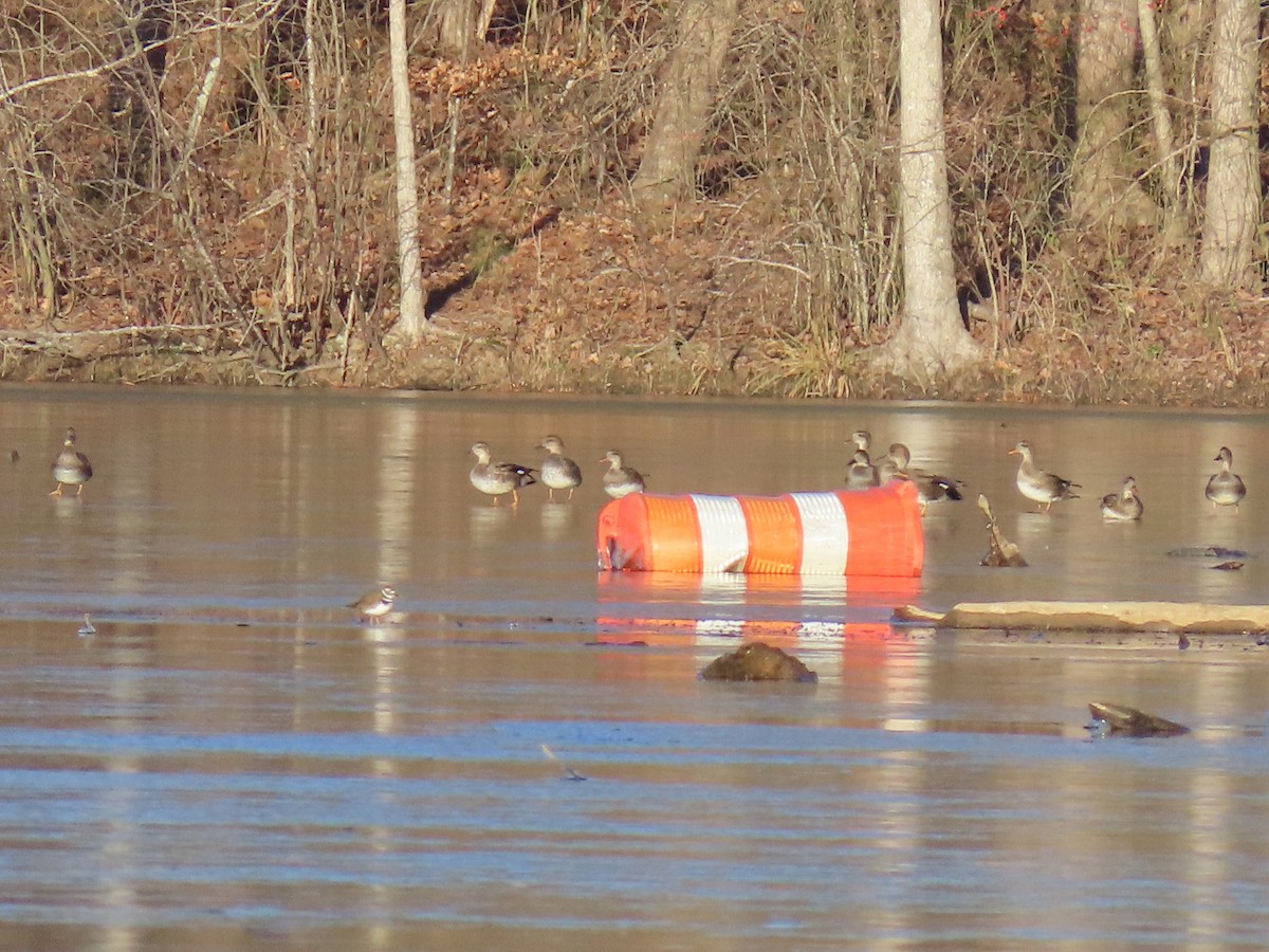 オカヨシガモ - ML647001616