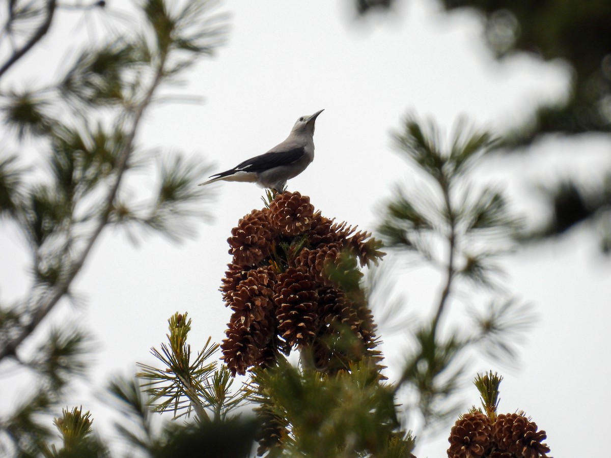 Clark's Nutcracker - ML647001619