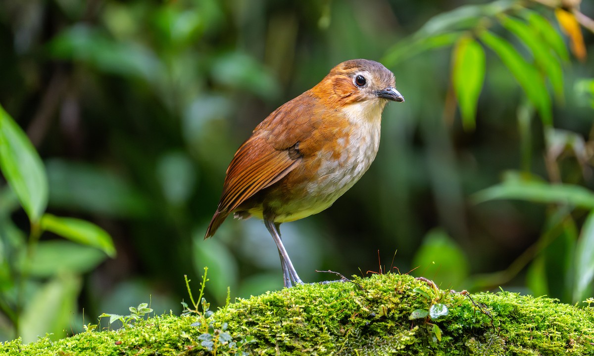 Rusty-tinged Antpitta - ML647001620