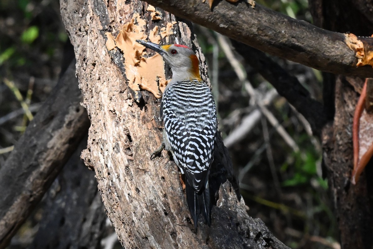 Златолобый дятел - ML647001621