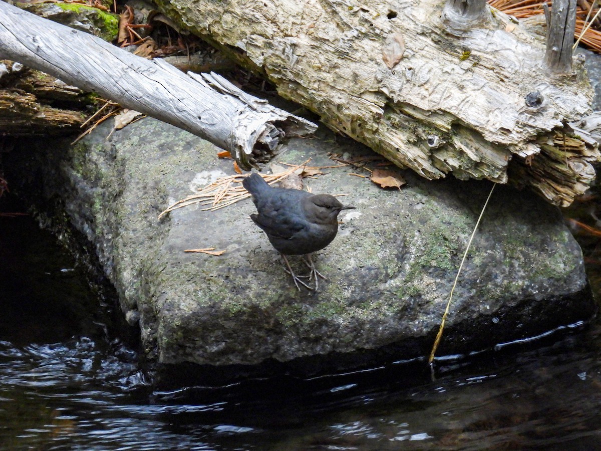 American Dipper - ML647001624
