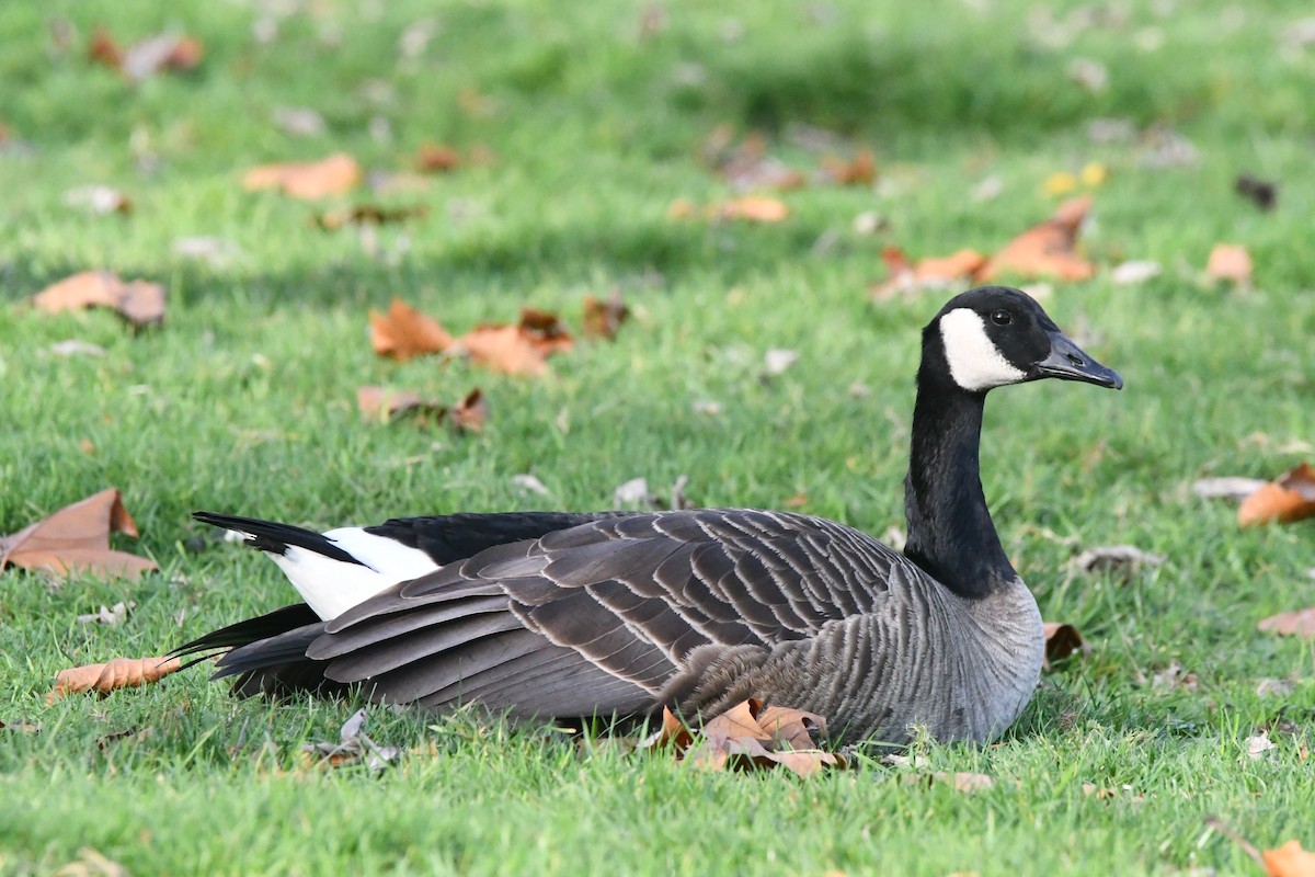 Казарка канадська - ML647001628