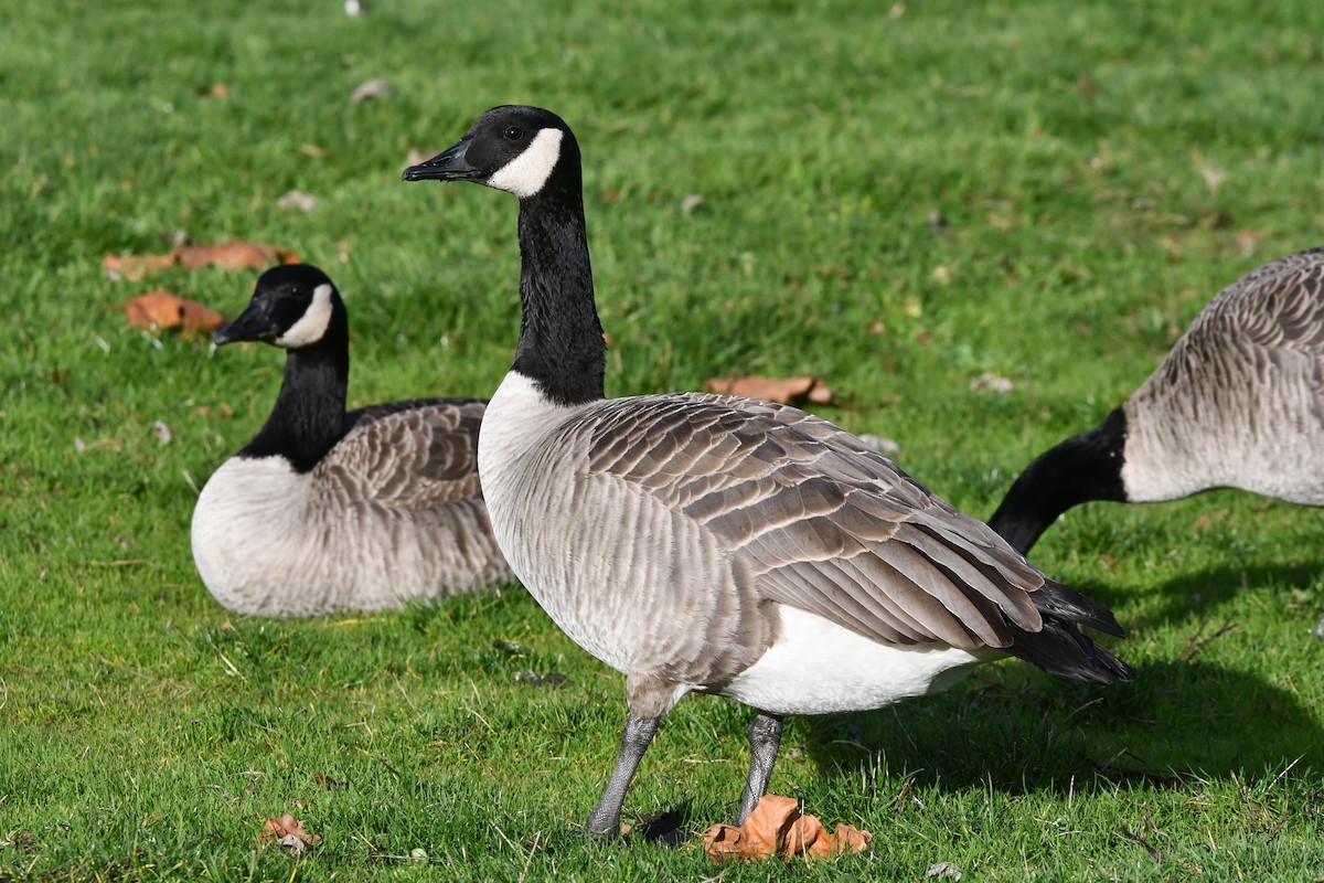 Казарка канадська - ML647001629