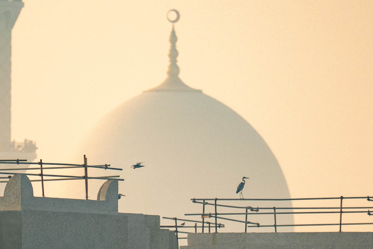 Gray Heron - ML647001640