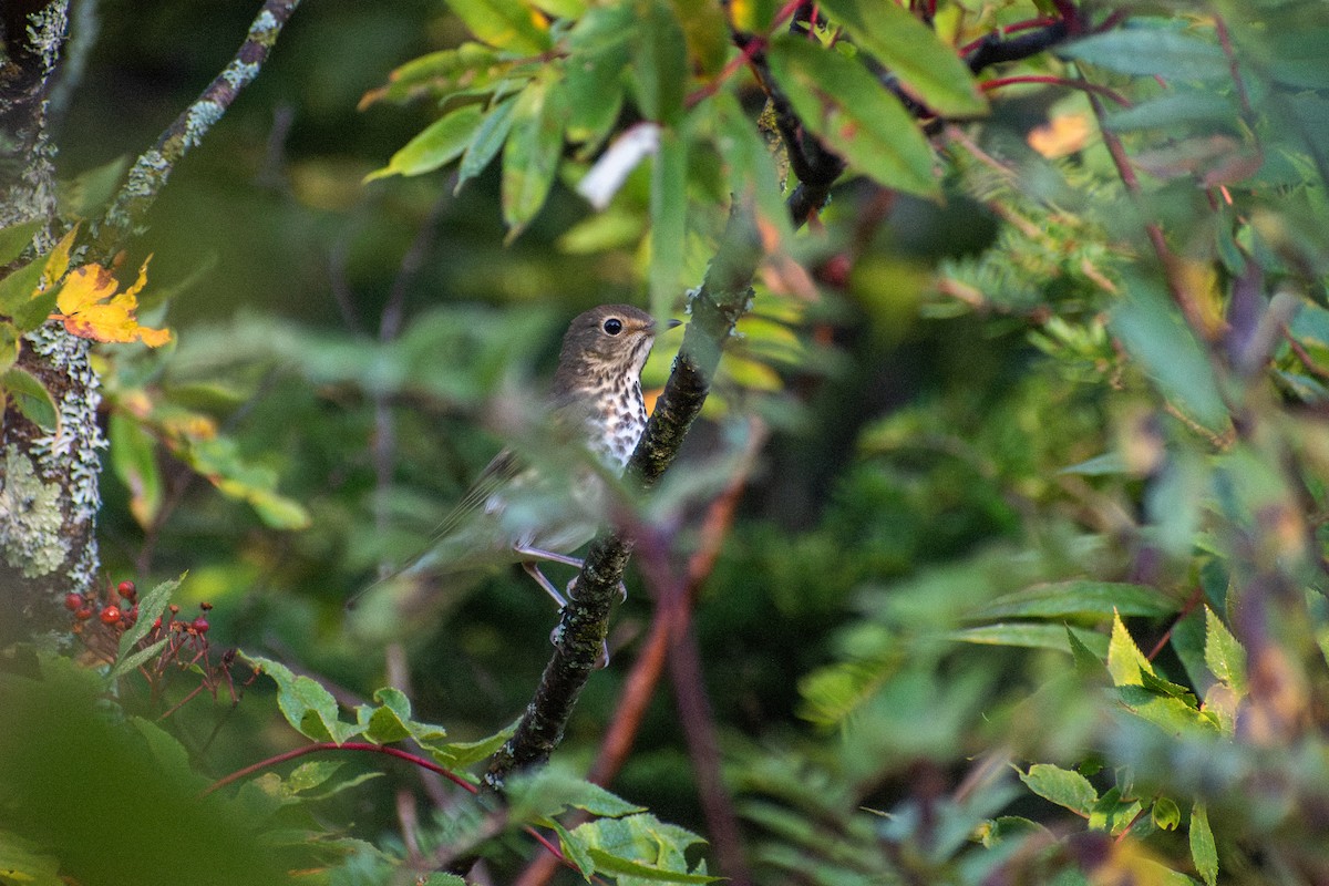 Grauwangen-Musendrossel - ML647001645