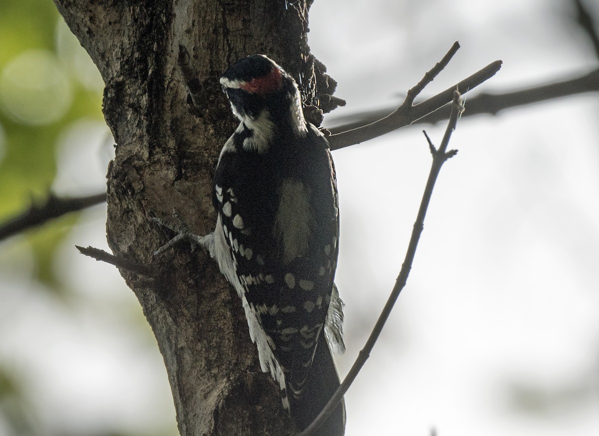 Downy Woodpecker - ML647001646