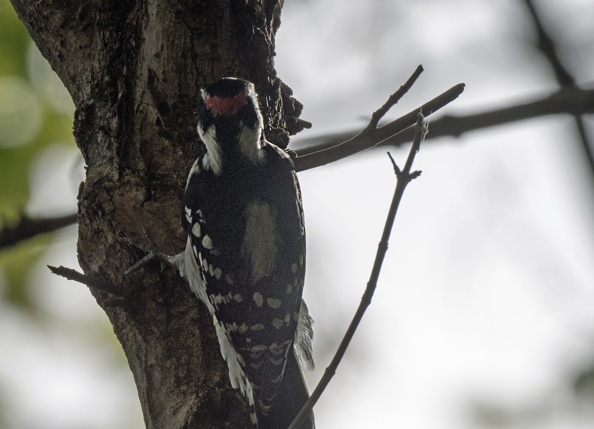 Downy Woodpecker - ML647001647