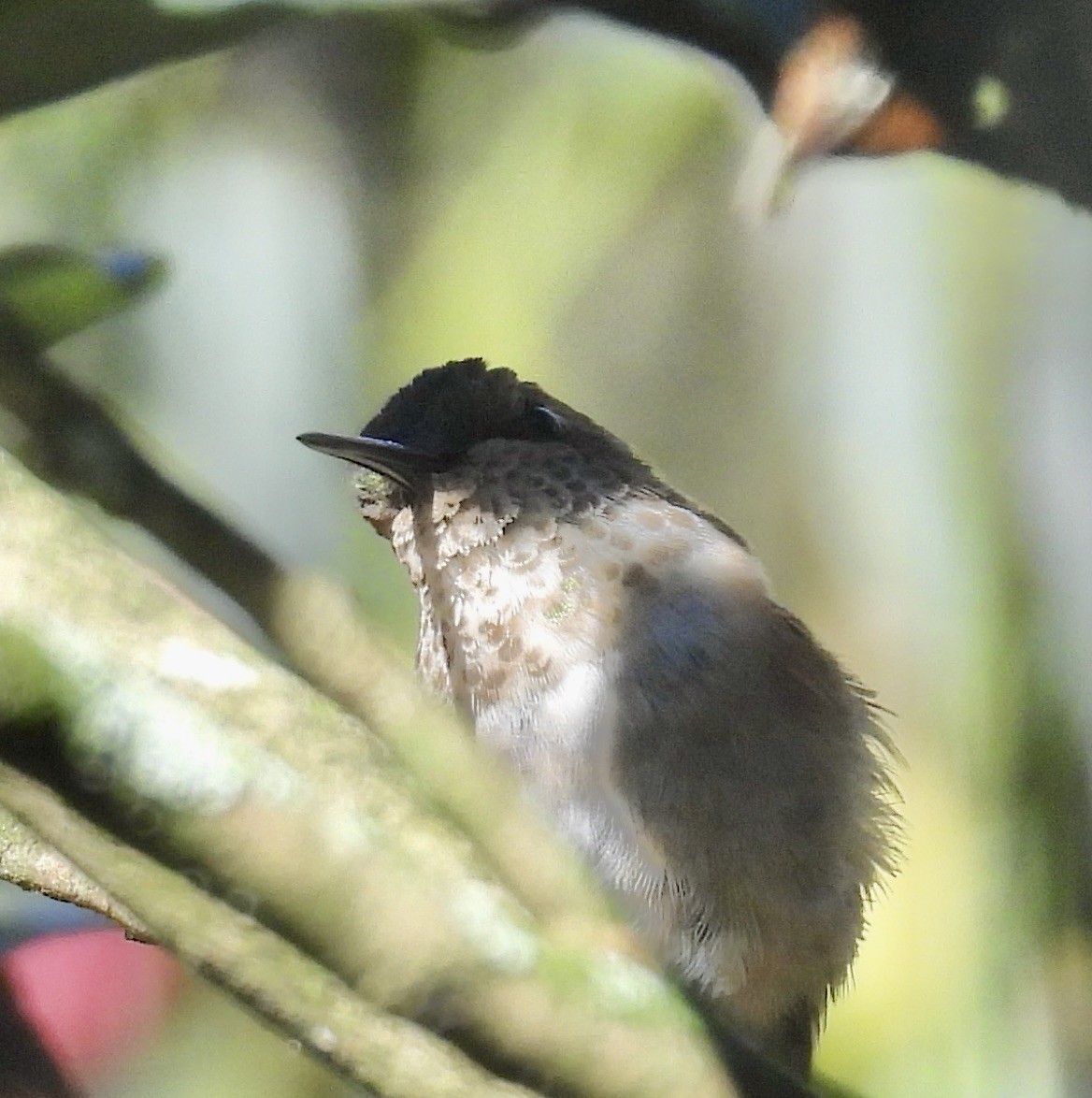 Sternelfe - ML647001666