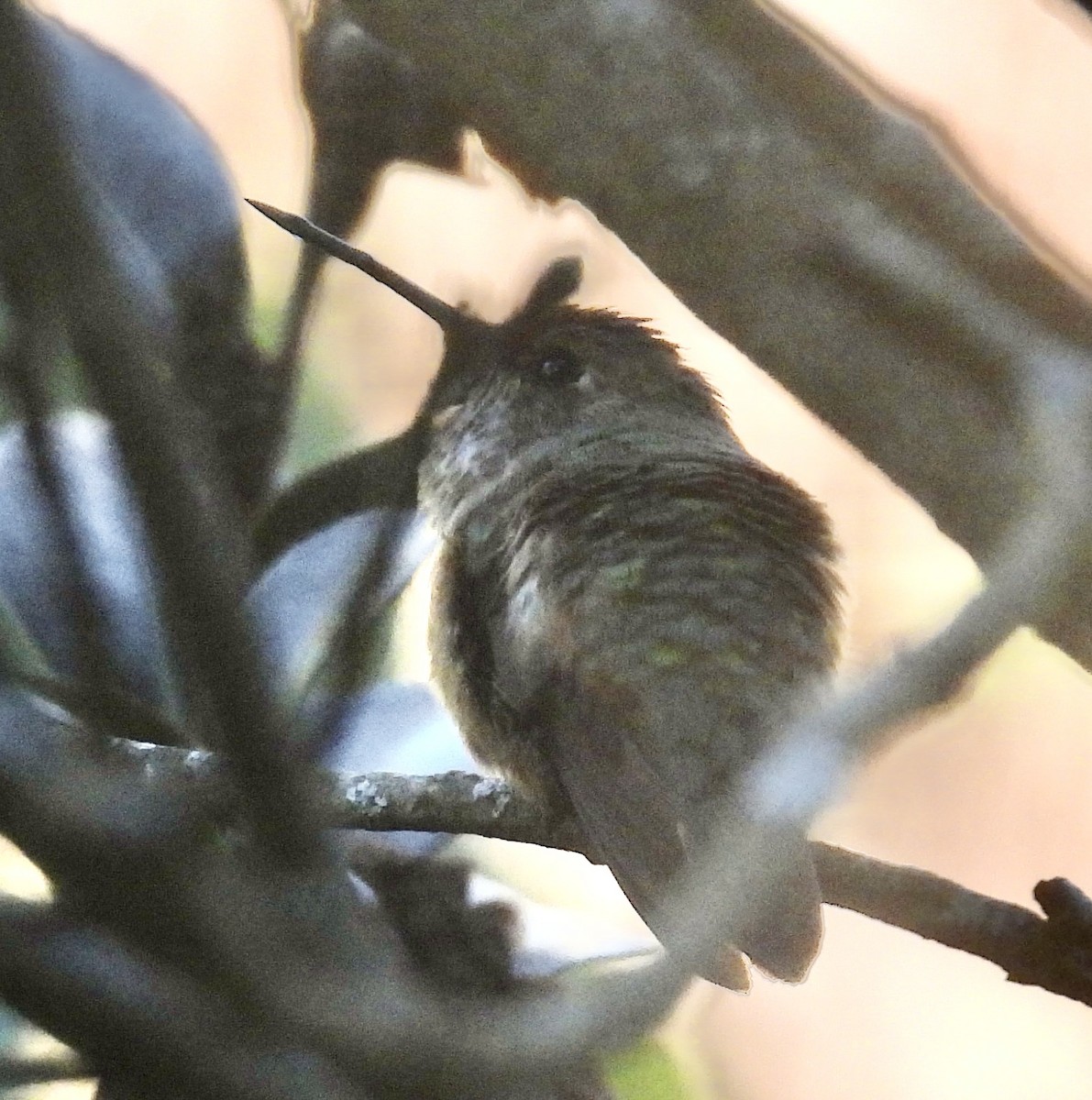 Sternelfe - ML647001667