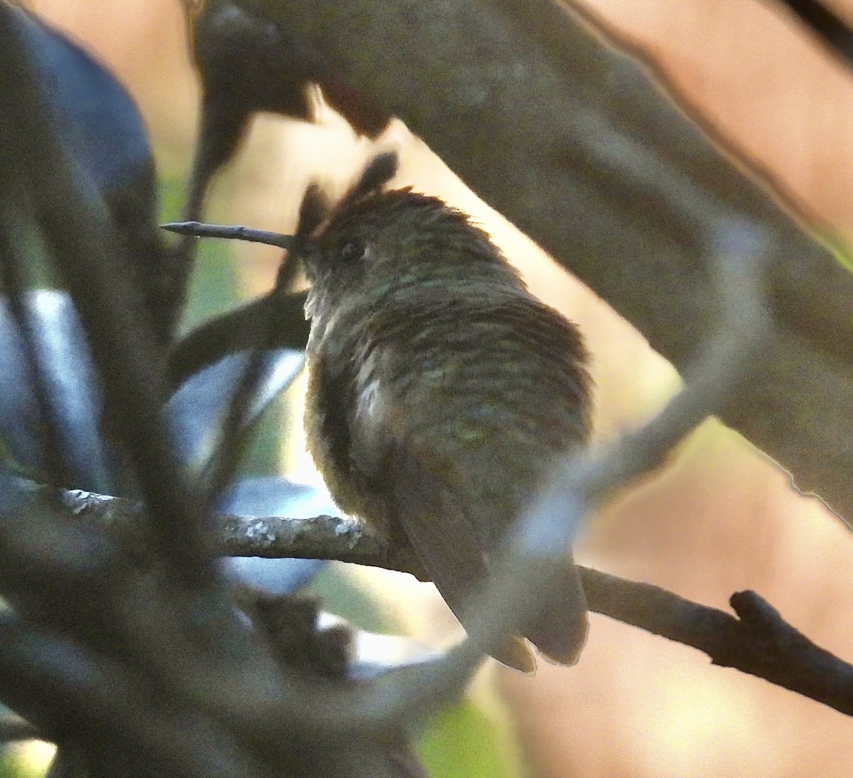 Sternelfe - ML647001668