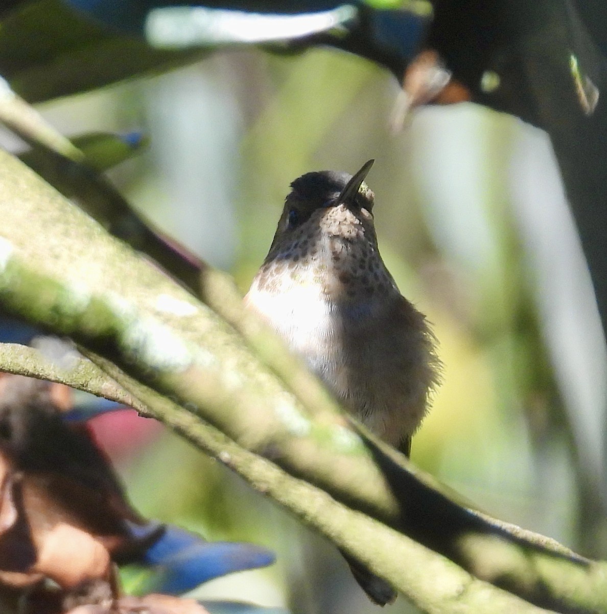 Sternelfe - ML647001669