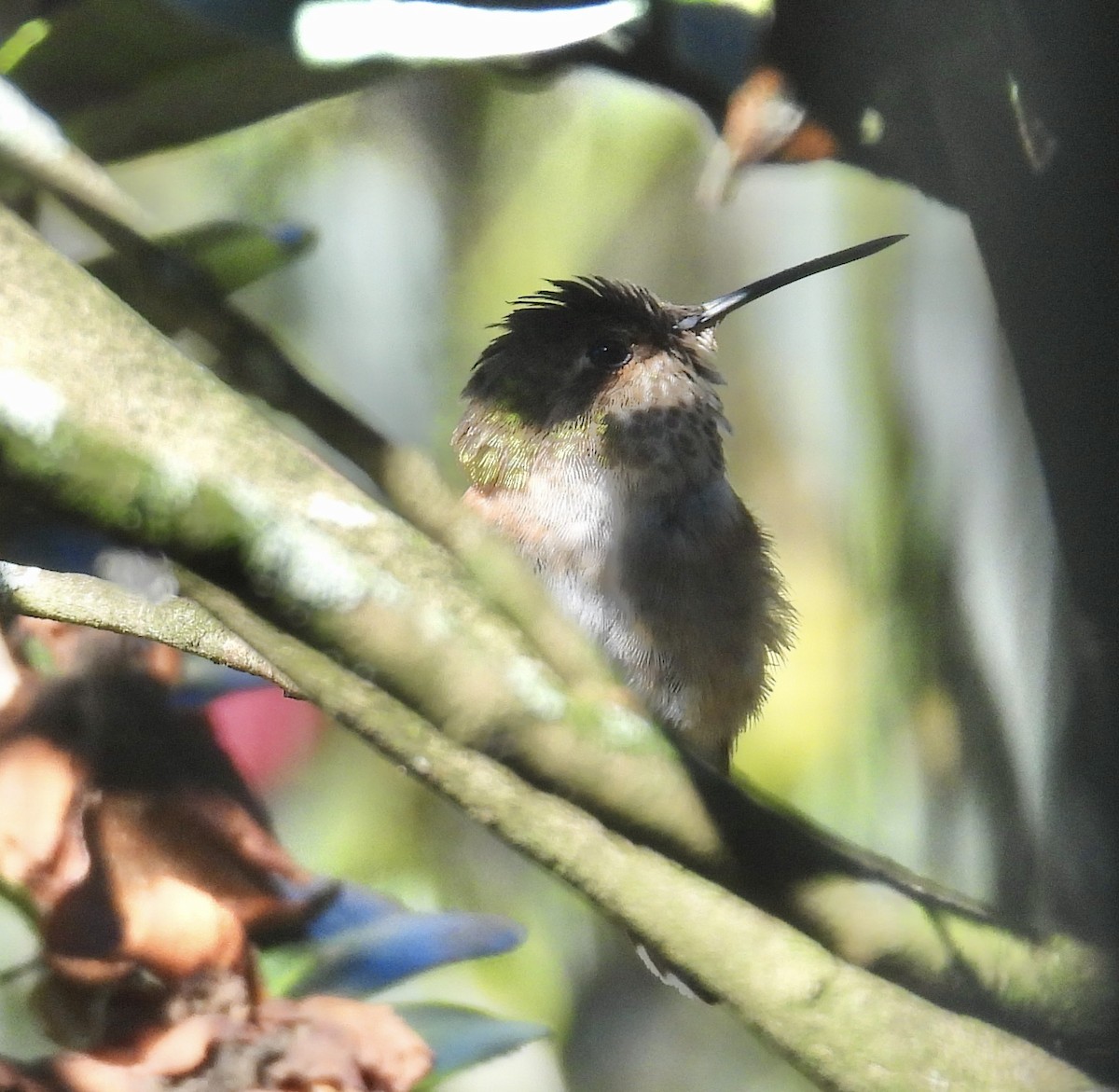 Sternelfe - ML647001670