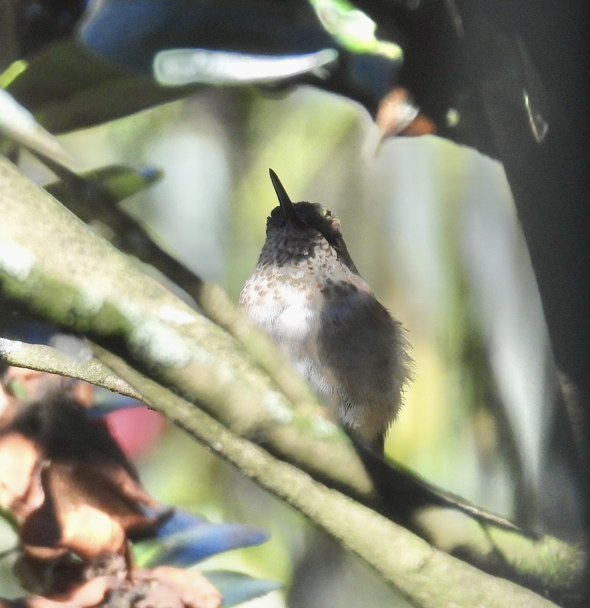 Sternelfe - ML647001671