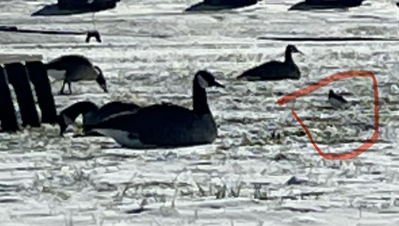 Казарка канадська - ML647001674