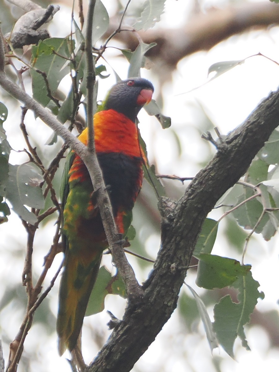 Rainbow Lorikeet - ML647001678