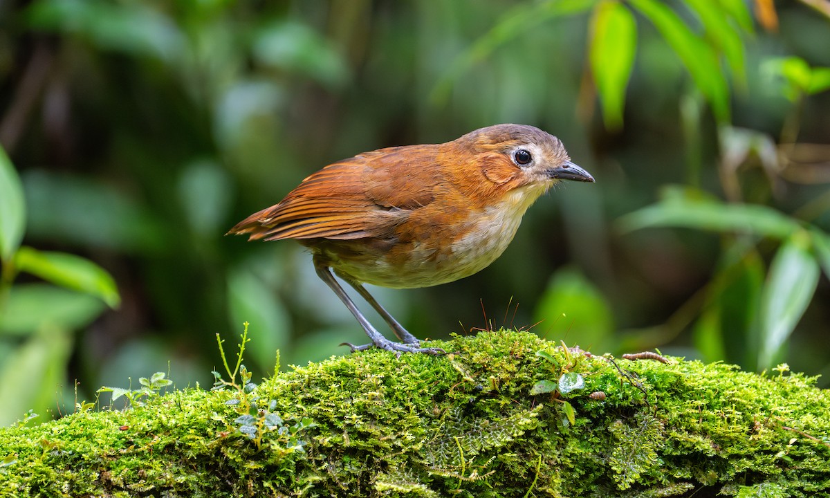 Rusty-tinged Antpitta - ML647001680