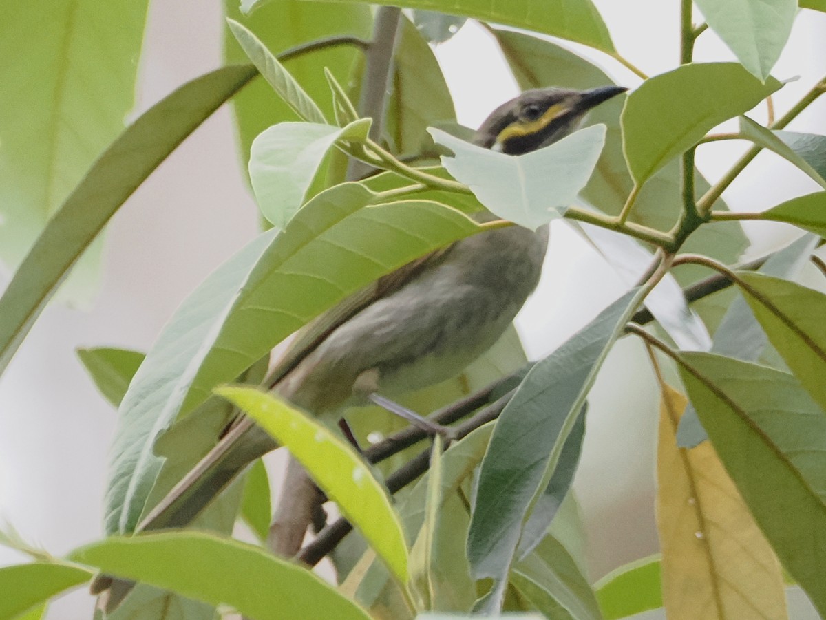 Yellow-faced Honeyeater - ML647001681