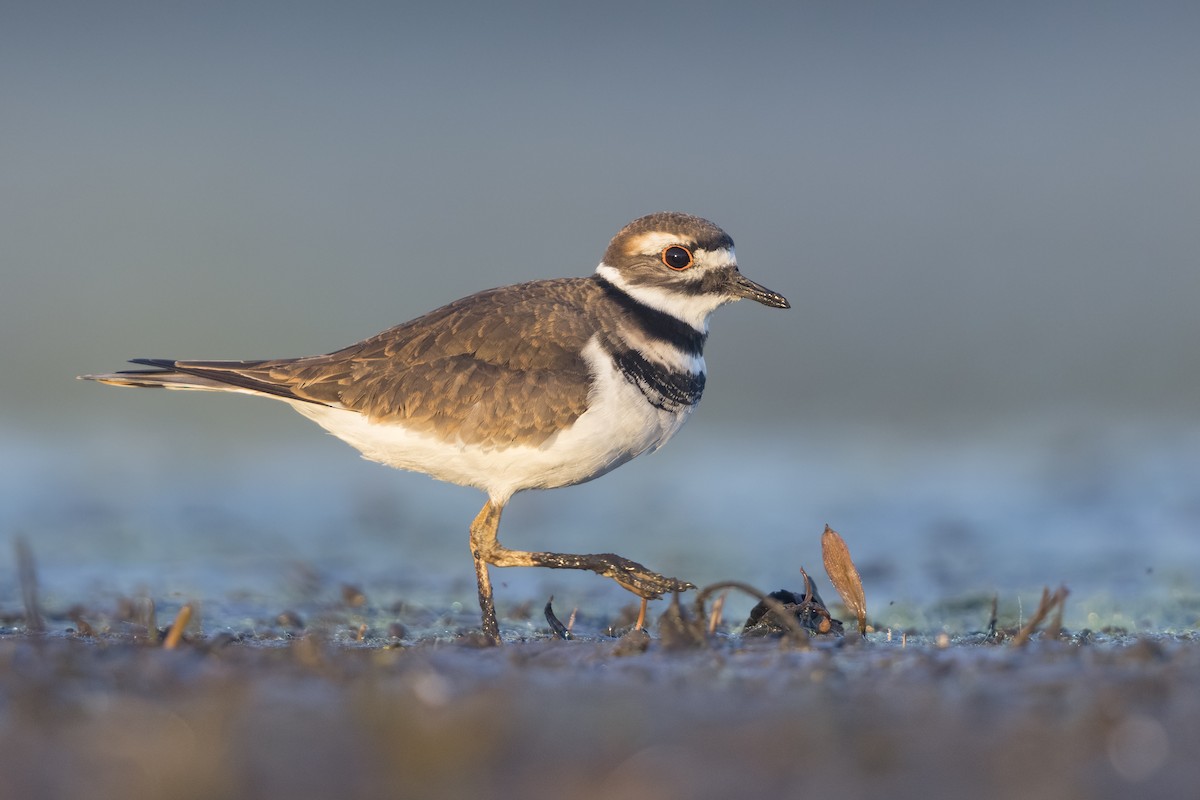 フタオビチドリ - ML647001683