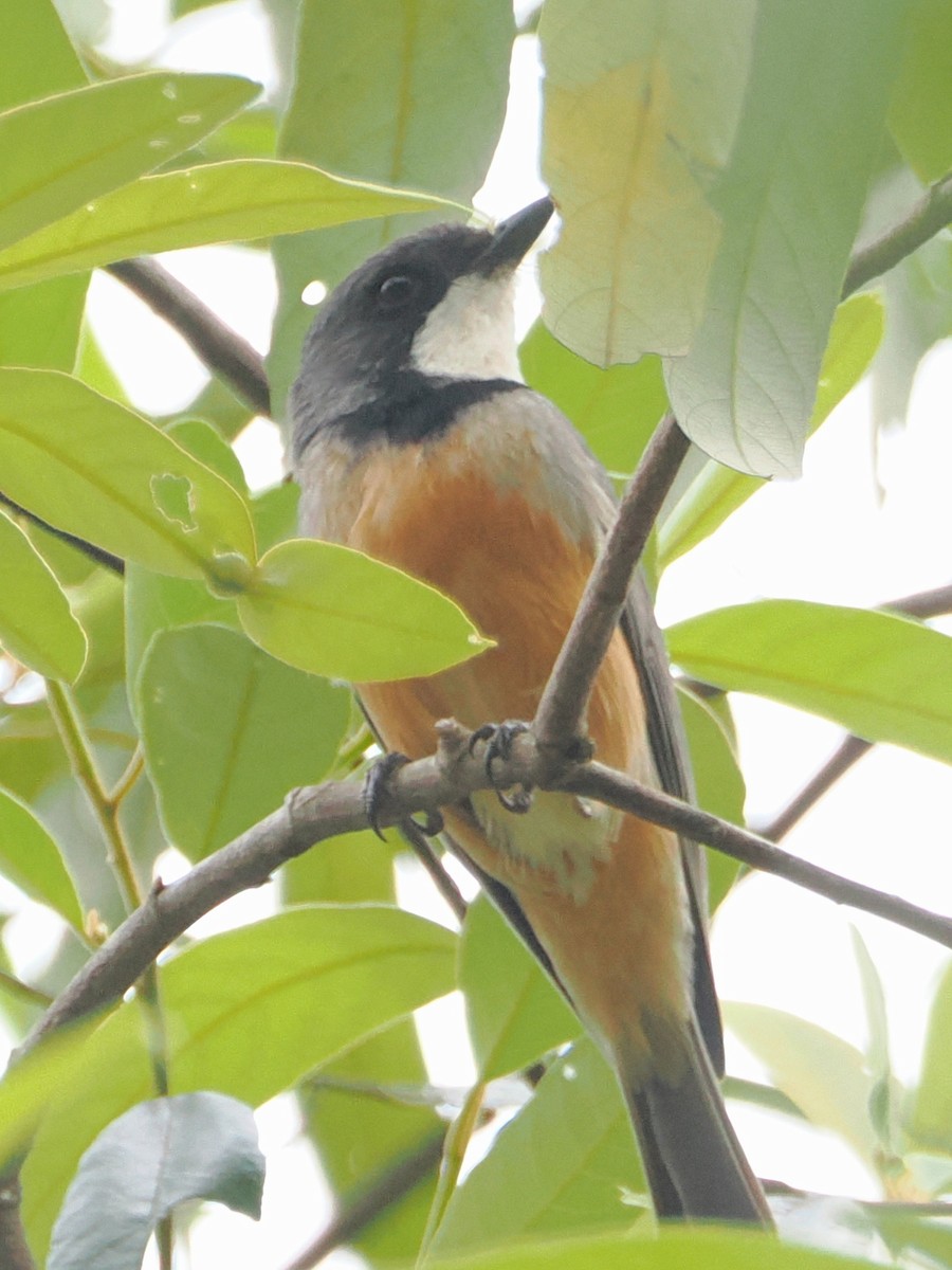 Rufous Whistler - ML647001689