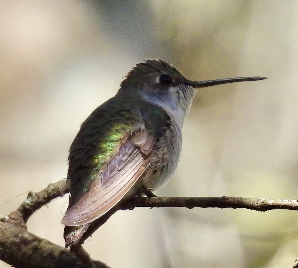 Black-chinned Hummingbird - ML647001692